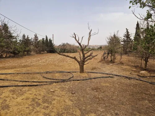 Vente Terrain Agricole Mostaganem Sidi lakhdaara