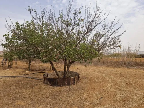Vente Terrain Agricole Mostaganem Sidi lakhdaara