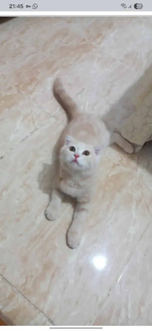 Chat scottish fold 