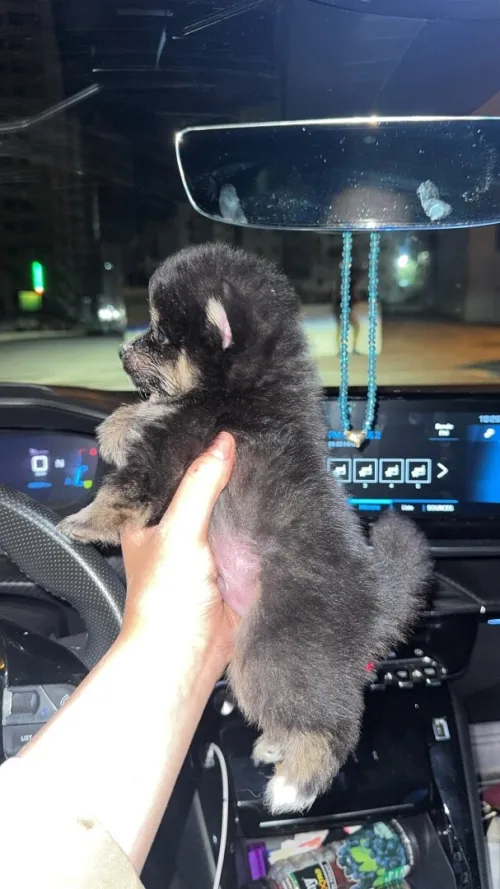 Chiot spitz
