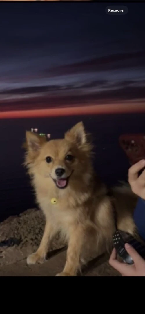 Chiot spitz
