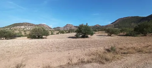 Vente Terrain Agricole Béjaïa Boudjellil