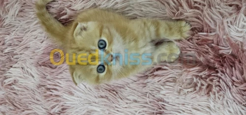 Femelle Scottish Fold Golden Pure Race 