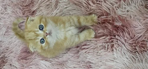 Un male scottish fold golden pure race 2 mois