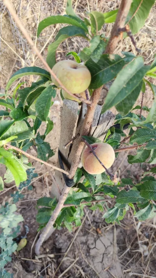 Vente Terrain Agricole Bordj Bou Arreridj Hasnaoua