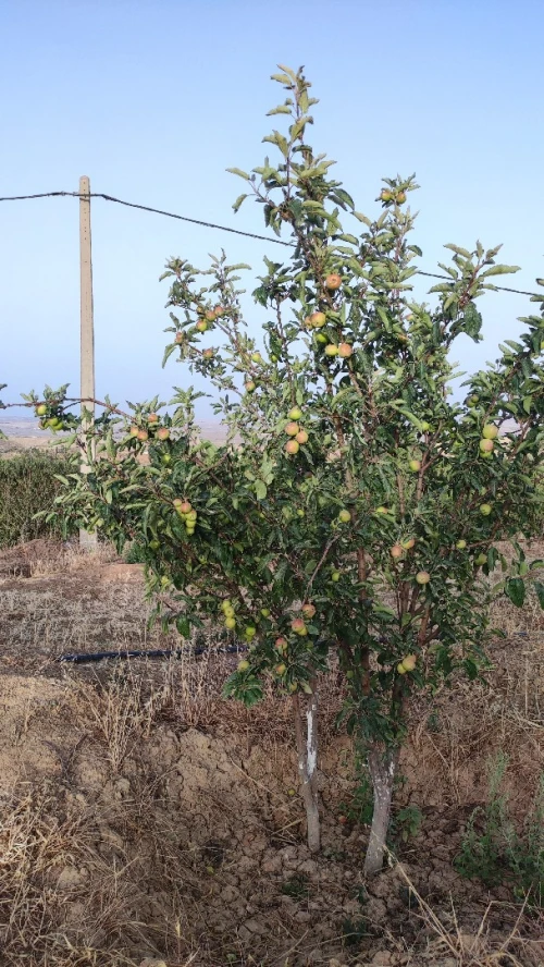Vente Terrain Agricole Bordj Bou Arreridj Hasnaoua