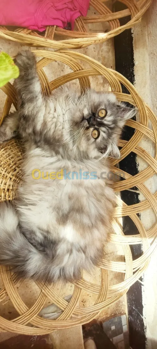Chat persan chinchila