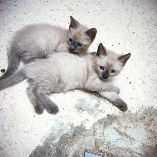 Chat siamon