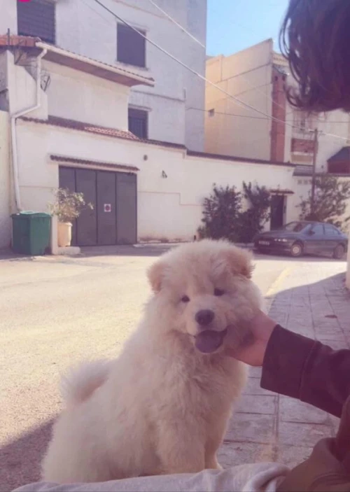 Chien race chinoise