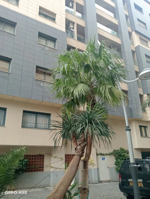 Cherche achat Villa Alger El achour