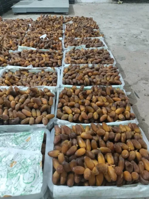 Vente de Dattes Premium ( DegletNour)/ بيع تمور دقلة نور
