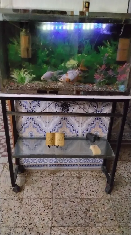 شارع منصور تيارت 