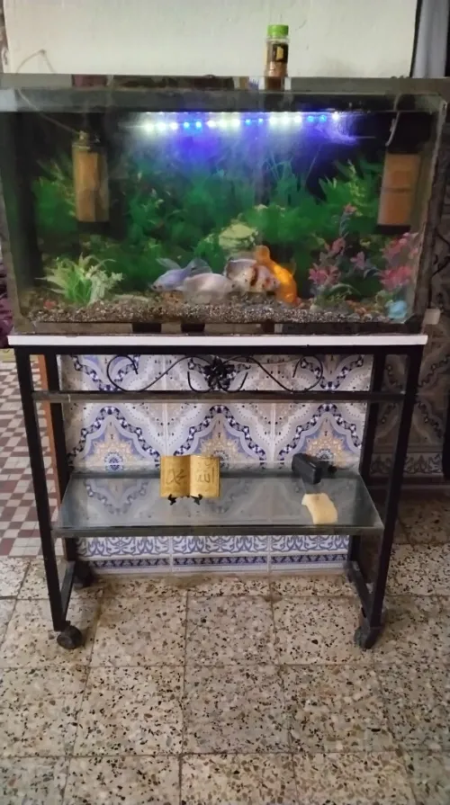 شارع منصور تيارت 