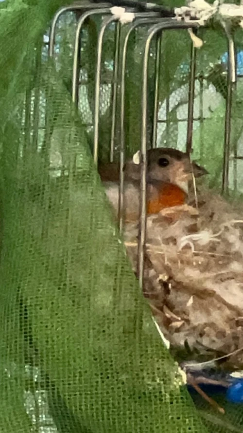 Oiseaux
