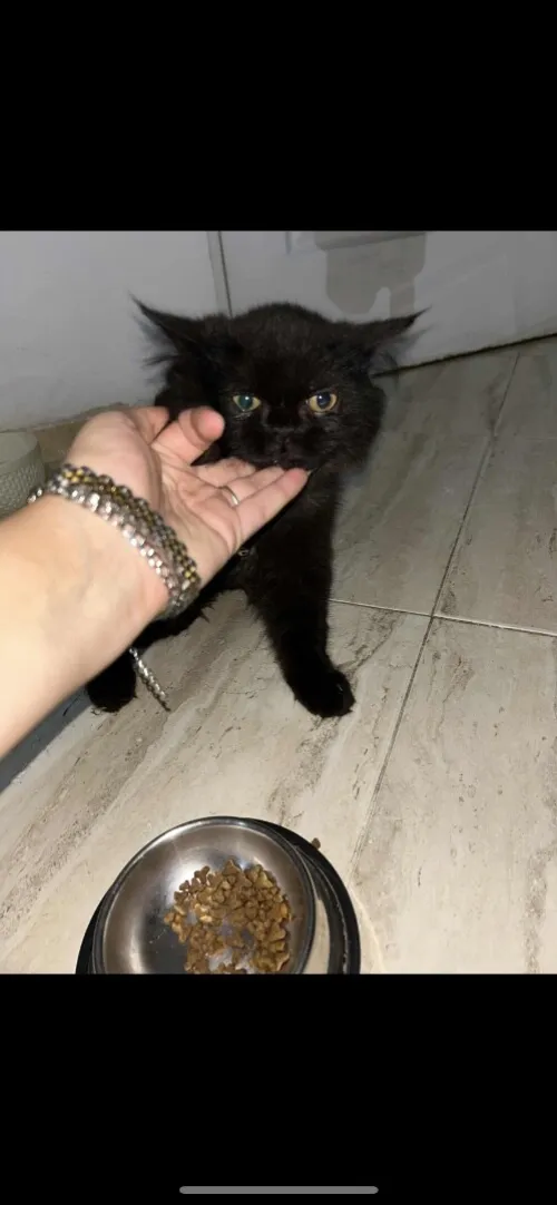 Chat persan 