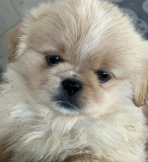 Chien