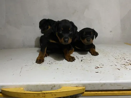 Rottweiler 