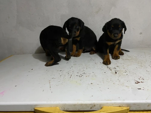 Rottweiler 