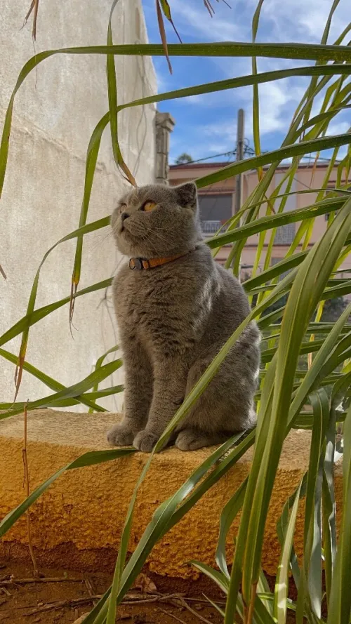 Chat Mâle Scottish fold pure race pour laccouplement 