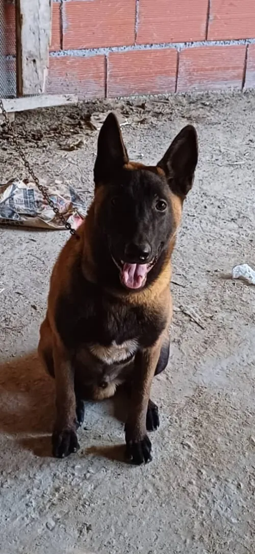 Malinois