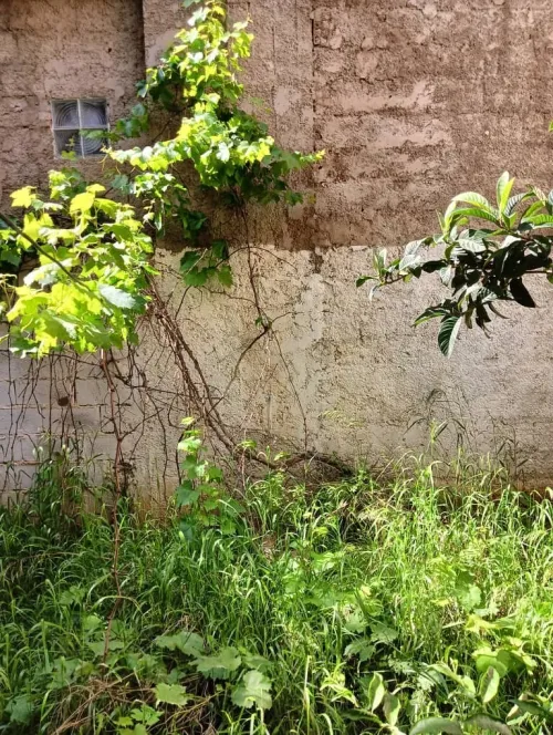 Vente Villa Alger Birtouta