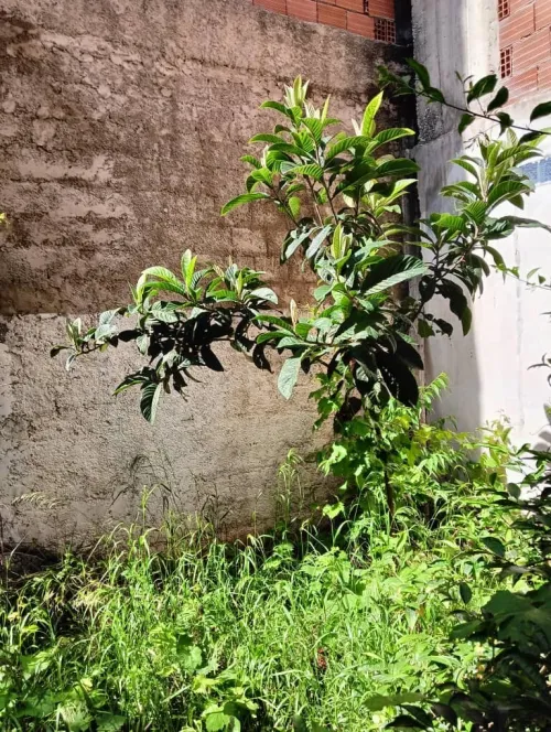 Vente Villa Alger Birtouta