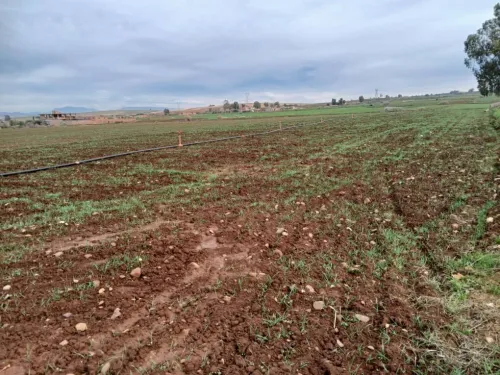 Vente Terrain Agricole Aïn Defla Ain soltane
