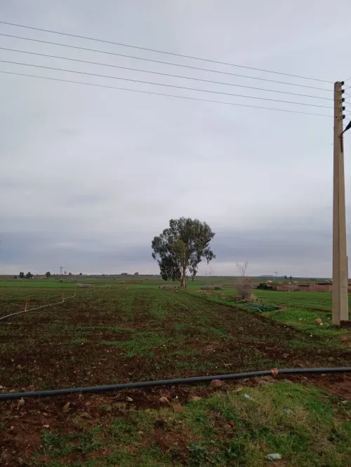 Vente Terrain Agricole Aïn Defla Ain soltane