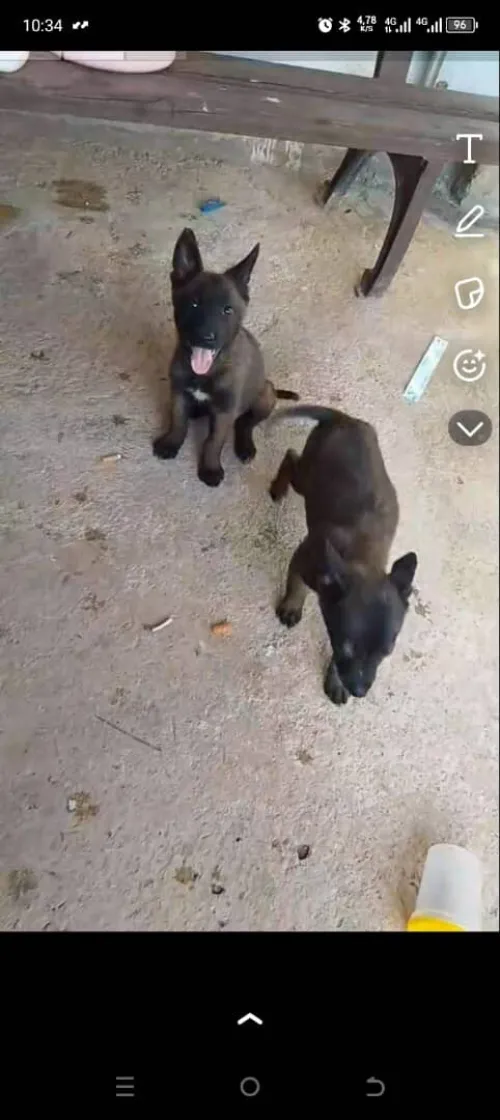 Chieu Malinoi 