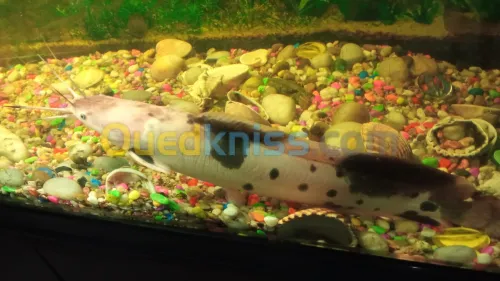 Vente poisson chat 25 centimètres 