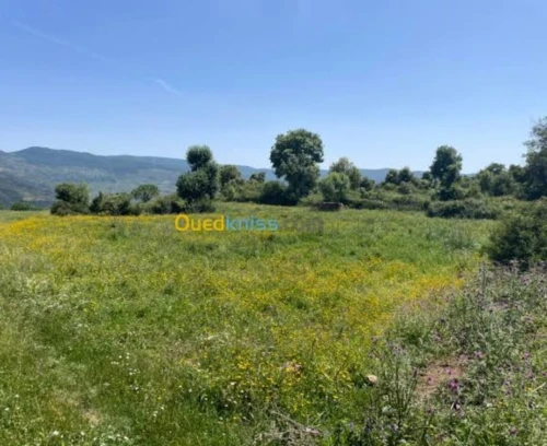 Vente Terrain Tizi Ouzou Aghrib