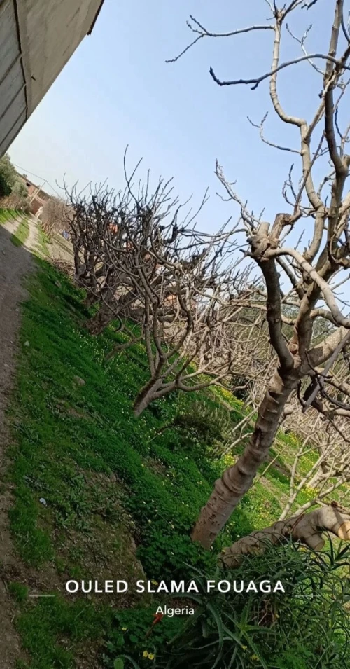 Vente Villa Blida Ouled selama