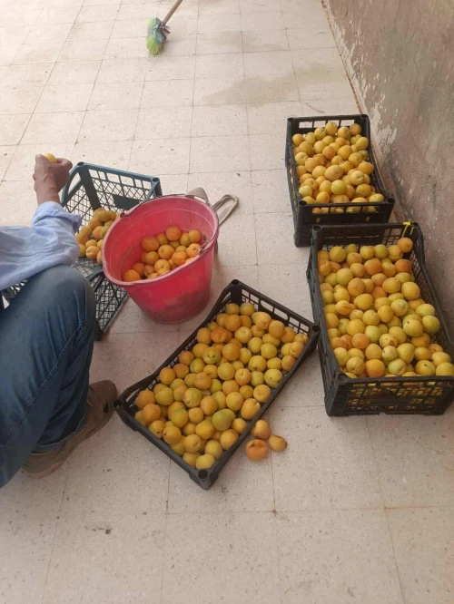Vente Terrain Agricole Laghouat Laghouat