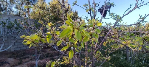 Vente Terrain Agricole Laghouat Laghouat