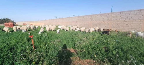 Vente Terrain Agricole Laghouat Laghouat