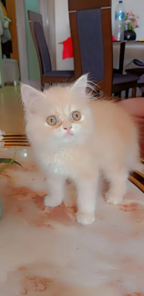 chat persan 