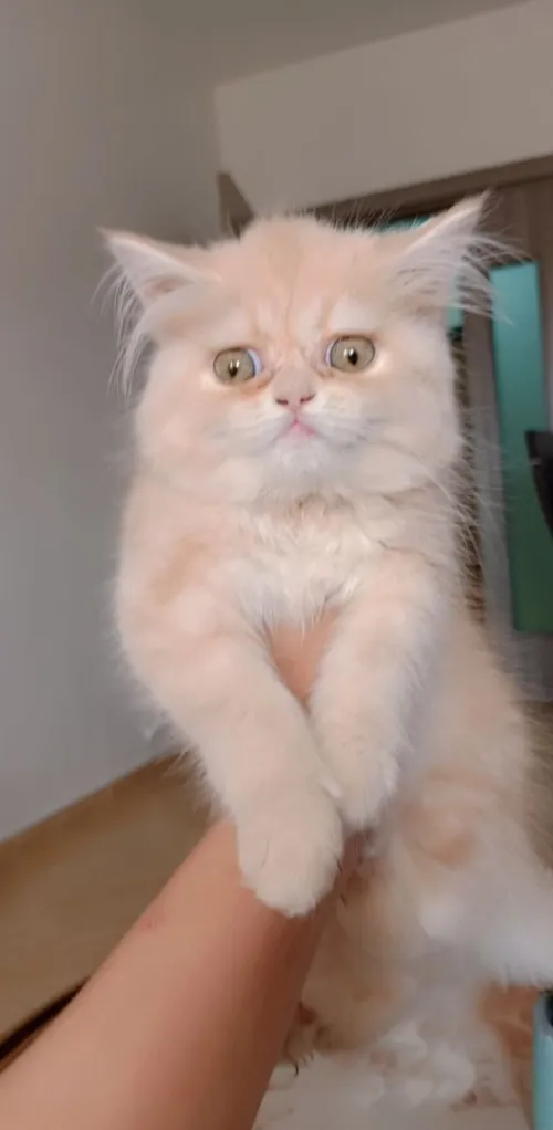 chat persan 
