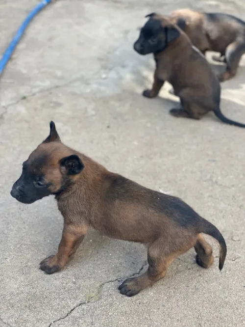 Chien malinois 