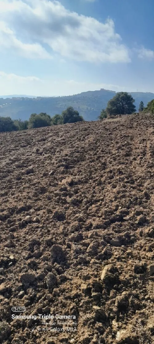 Vente Terrain Agricole Tipaza Tipaza