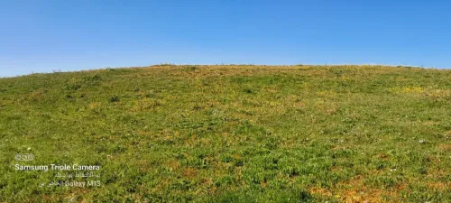 Vente Terrain Agricole Tipaza Tipaza