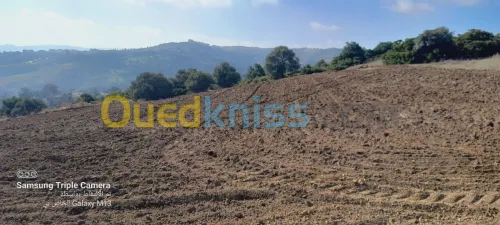 Vente Terrain Agricole Tipaza Meurad