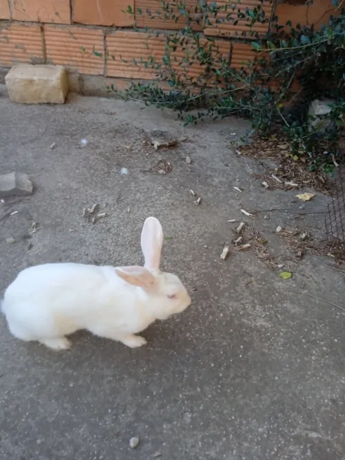 LAPIN BLANC