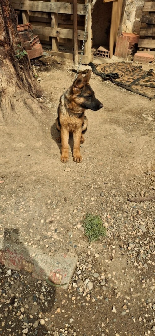 Berger allemand femelle