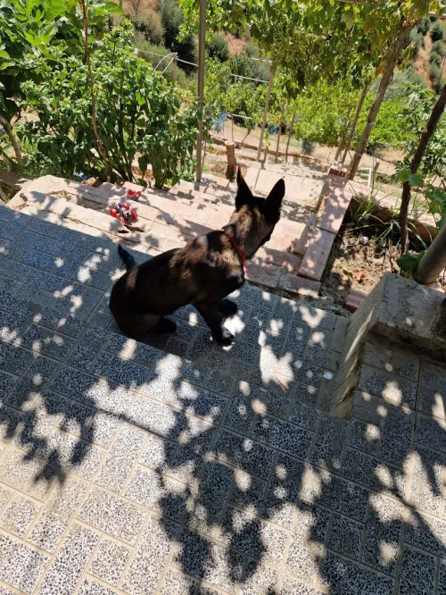 Malinois charbonner 