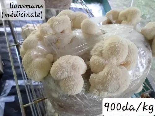 Semences de champignons  بذور الفطر