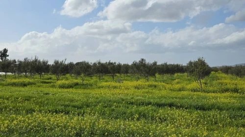 Vente Terrain Agricole Mostaganem Sirat