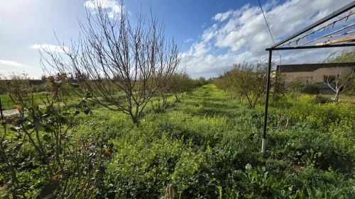 Vente Terrain Agricole Mostaganem El hassiane