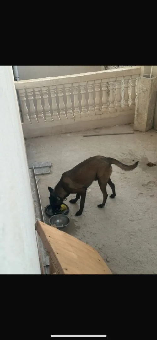 Malinois mâle charbonner