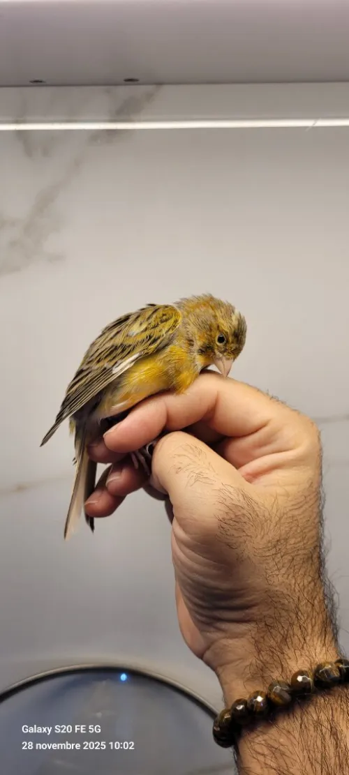 Canari ordinaire 2025 bague