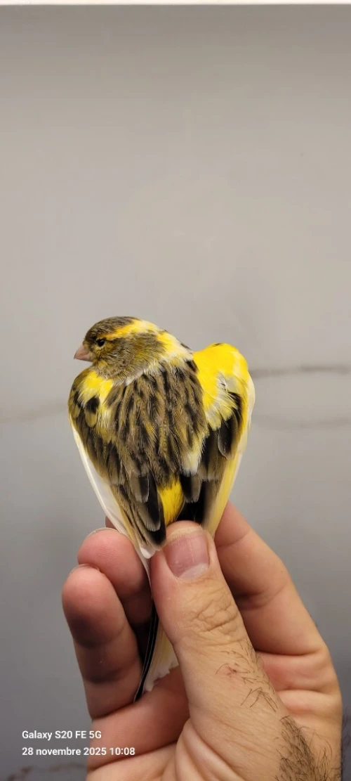 Canari ordinaire 2025 bague